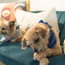 犬が足を舐めるのは病気のサイン?その理由について解説
