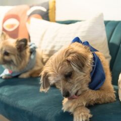 犬が足を舐めるのは病気のサイン？その理由について解説