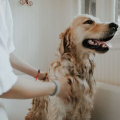 犬にシャンプーする際の上手なやり方について解説