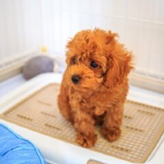 犬のトイレを上手に掃除する方法について解説