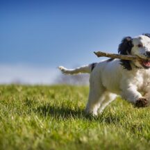 犬を初めて飼う際の準備について解説