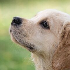 犬の臭いが気になる際の対策について解説